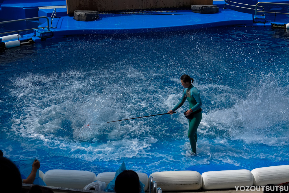 イルカの飛沫