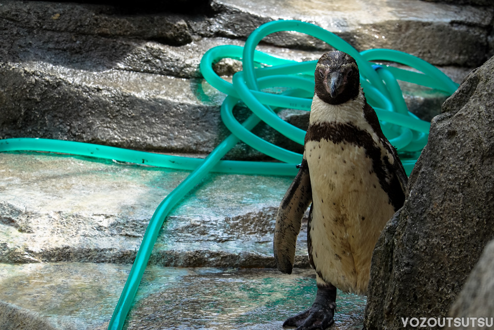 掃除を見守るペンギン