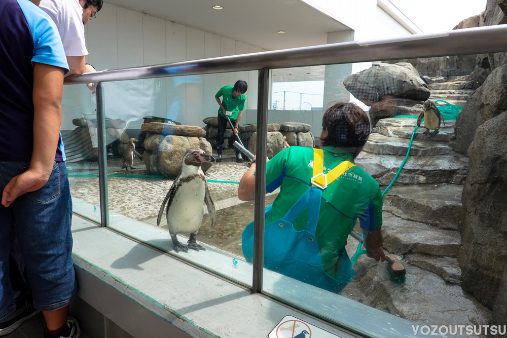 掃除を見守るペンギン