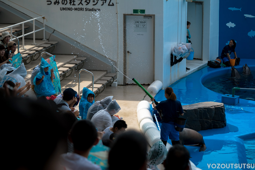 アシカの水鉄砲