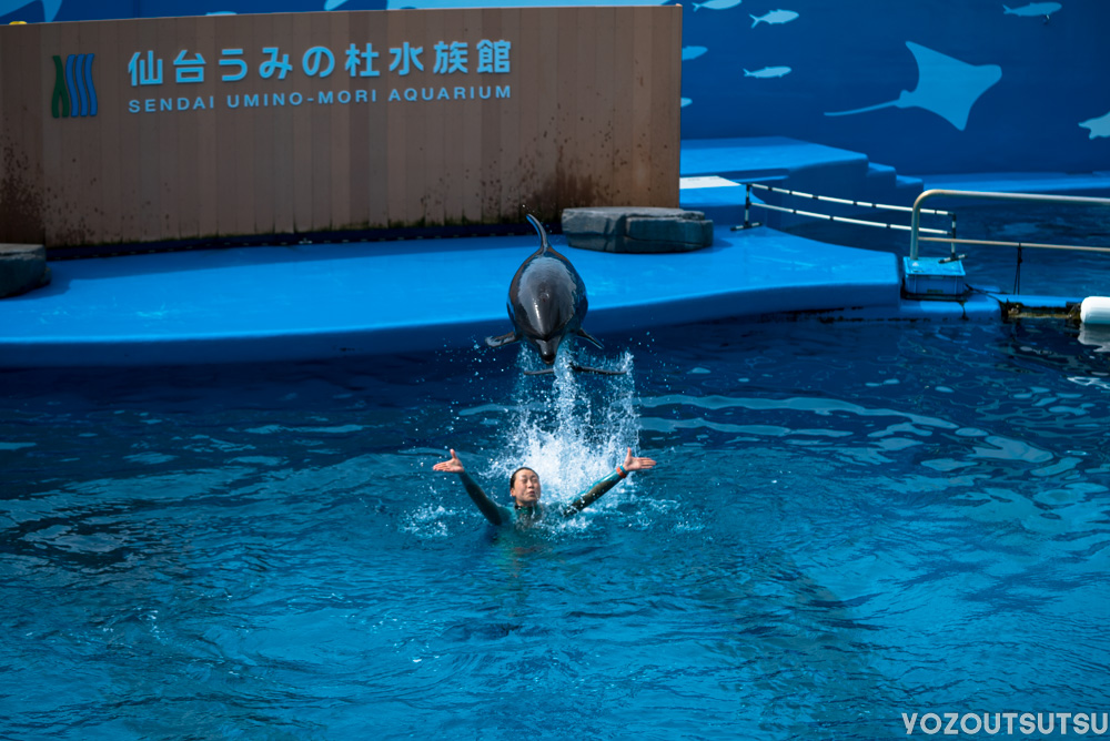 スタッフの頭上を飛ぶイルカ