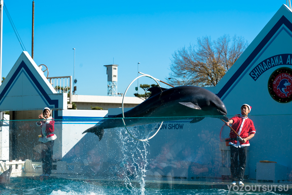 しながわ水族館のイルカショーの様子（クリスマスバージョン）