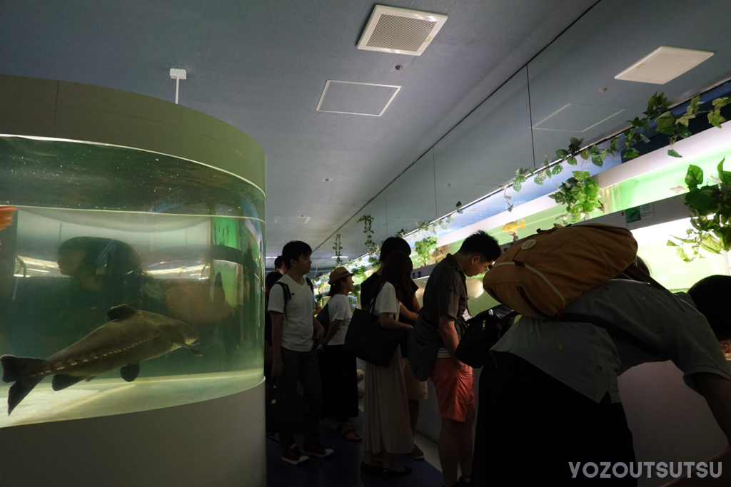 思いのほか混んでる東京タワー水族館の様子