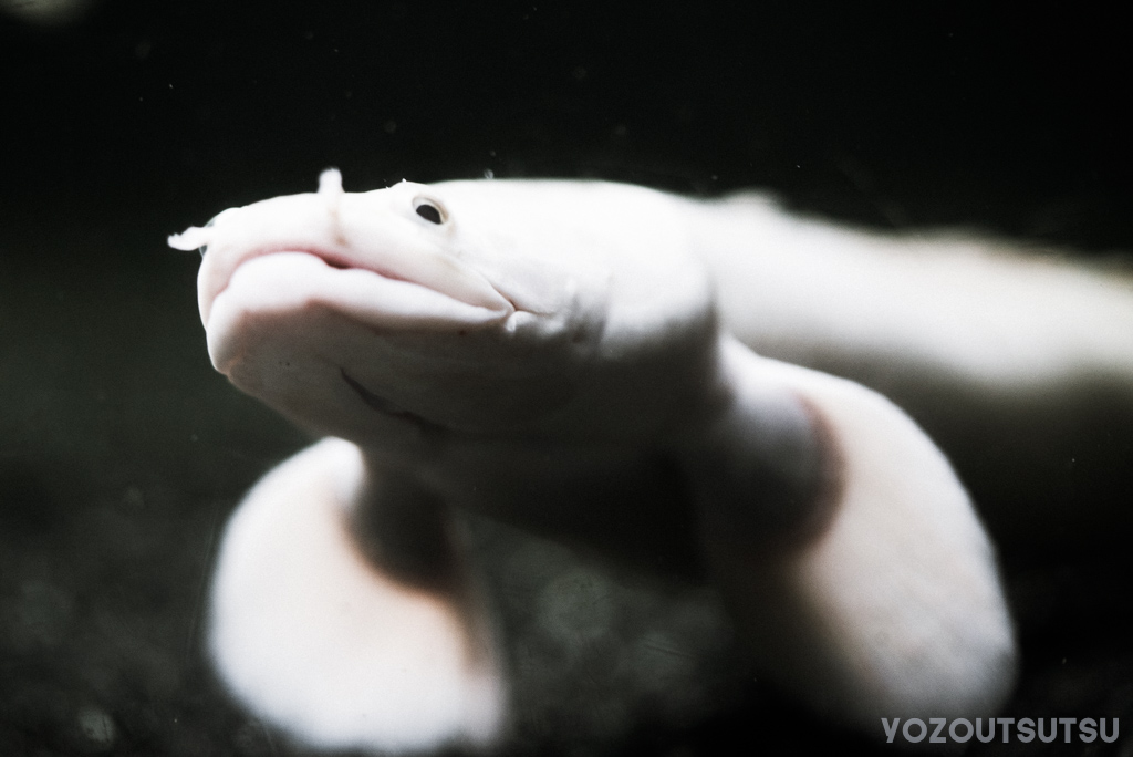 ポリプテルス・エンドリケリー・エンドリケリー＠東京タワー水族館