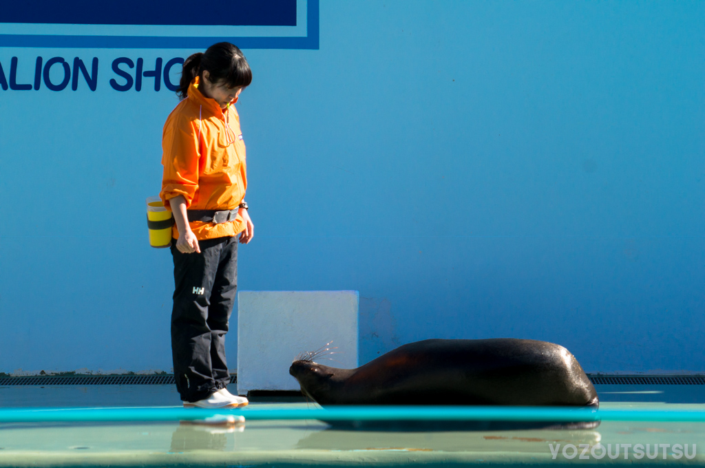 しながわ水族館のアシカショー