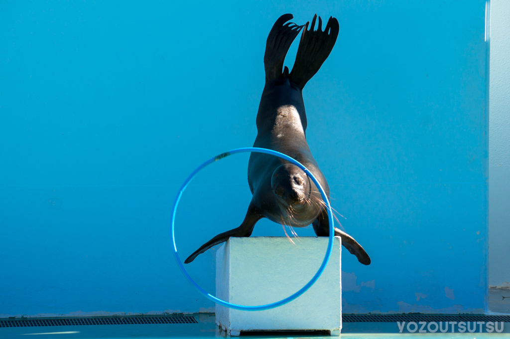 しながわ水族館のアシカショー。フラフープを回す。