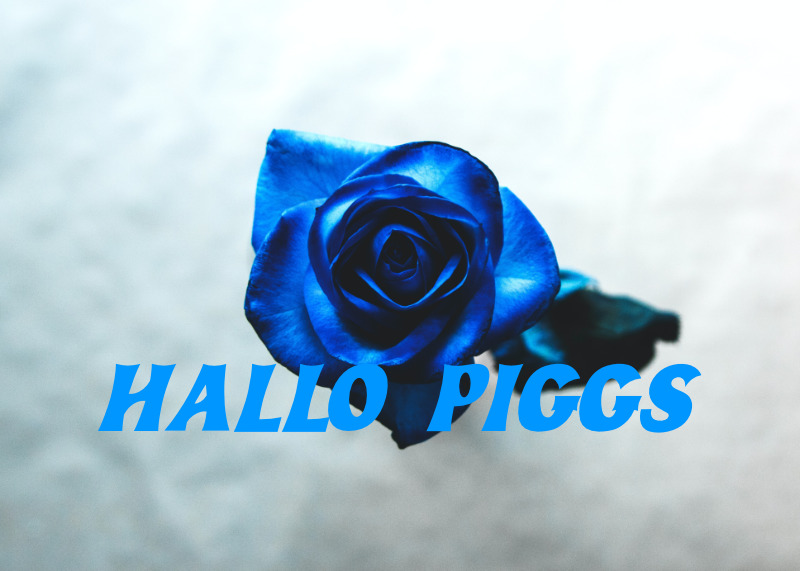 HALLO PIGGSの紹介「おすすめアルバム」