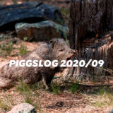 PIGGSネット記事まとめ2020年9月【PIGGS LOG】株式会社プープーランド