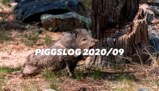 【PIGGS LOG】2020年9月のPIGGSの活動を振り返る【ネットニュースまとめ】