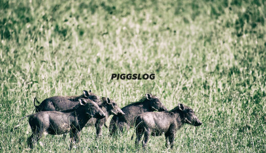 【PIGGS LOG】2021年6月のPIGGSの活動を振り返る【ツイート・ネットニュースまとめ】