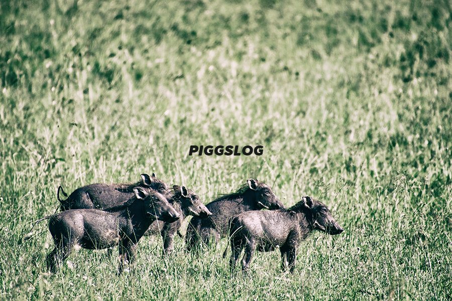 PIGGSの2021年6月の動きをチェック【PIGGS LOG】